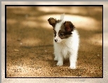 Szczeniak, Border Collie